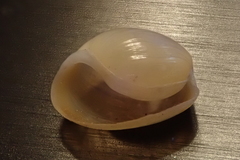 Lamprohaminoea cymbalum