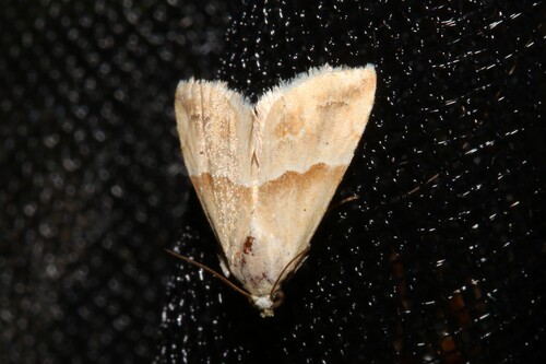 Eublemma parva
