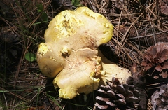 Cantharocybe gruberi