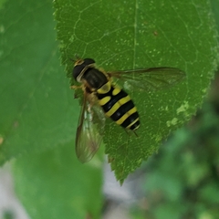 Syrphus knabi