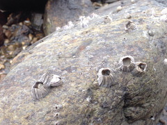 Fistulobalanus albicostatus