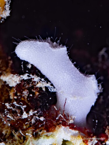 Distichopora observed 2025-06-27
