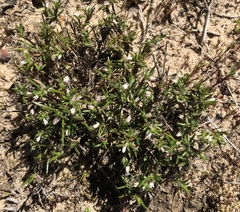 Laxmannia sessiliflora