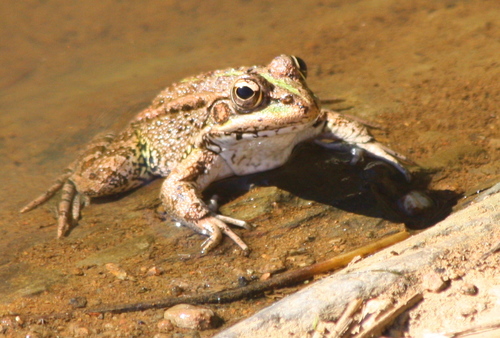 Pelophylax perezi