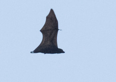 Pteropus vampyrus