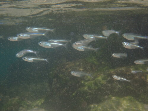 Longfin silverside (Atherinella eriarcha) — Atherinopsidae
