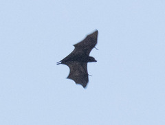 Pteropus vampyrus