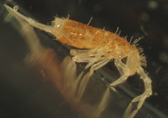 Cyphoderidae
