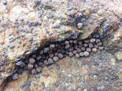 Littorina brevicula