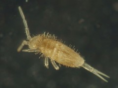 Cyphoderidae