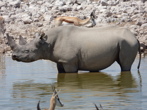 Black Rhinoceros, photo 9 of 10