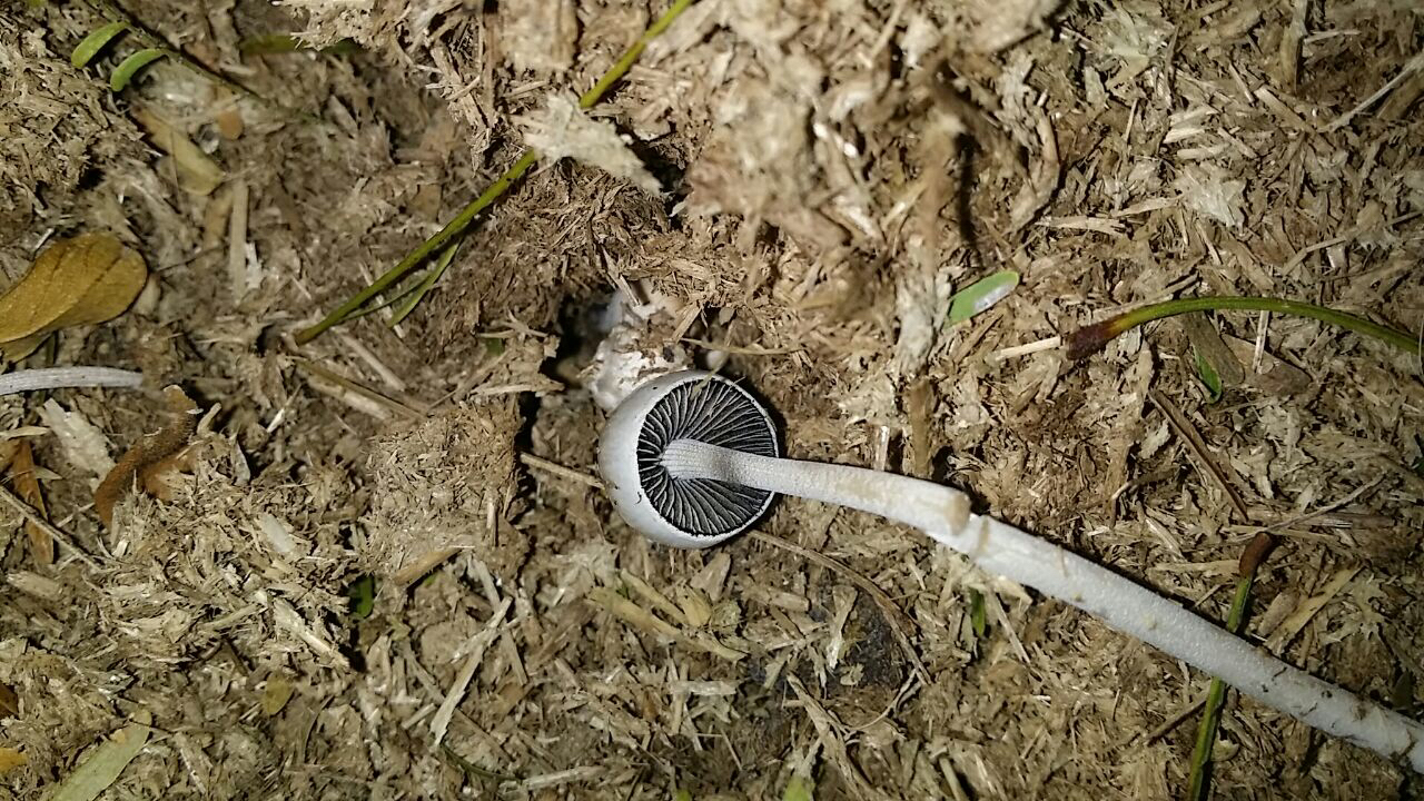 Panaeolus antillarum image