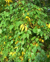 Betula costata