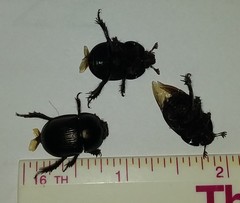 Geotrupes blackburnii