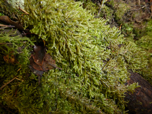 Forked Veilwort