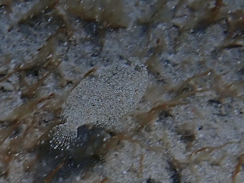 Bothus podas