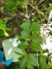 Jasminum marianum