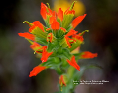 Castilleja glandulosa