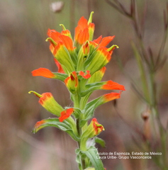 Castilleja glandulosa