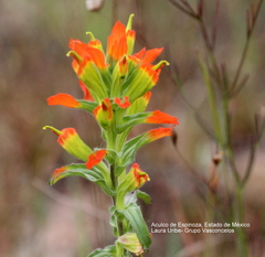 Castilleja glandulosa