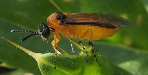 Photo of Turnip Sawfly (Athalia rosae)