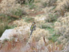 Fringilla coelebs schiebeli