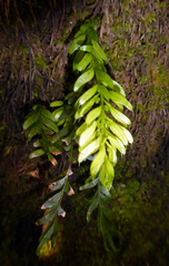 Tmesipteris sigmatifolia