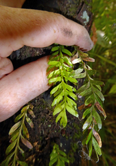 Tmesipteris sigmatifolia
