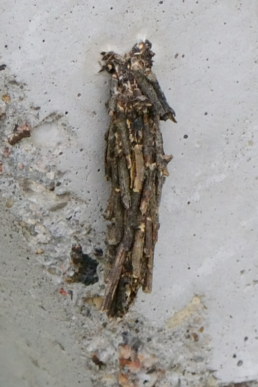 Dusky Sweep