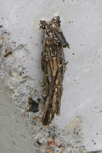 Dusky Sweep