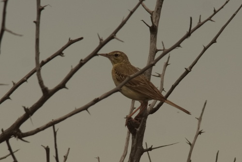 Bisbita campestre (Anthus campestris)