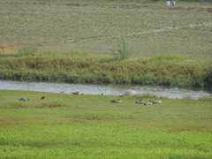 Branta canadensis