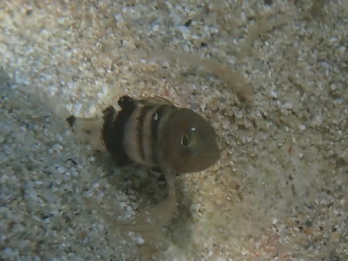 Serranus hepatus