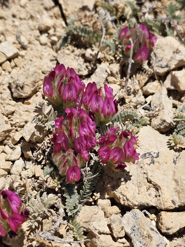 Astragalus kurnet-es-saudae