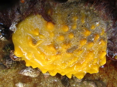 Polymastia crocea