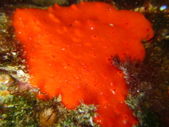 Clathria