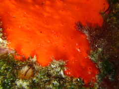 Clathria