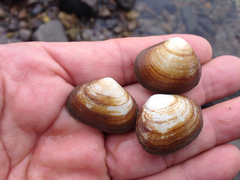 Coecella chinensis
