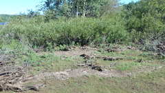 Ranunculus flammula filiformis