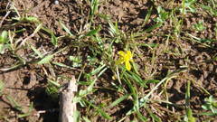 Ranunculus flammula filiformis