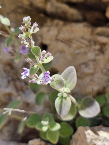 Lebanese Calamint (Clinopodium libanoticum)