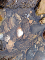 Coecella chinensis