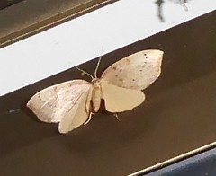 Sestra humeraria