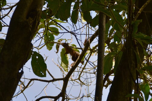 Red-tailed Squirrel