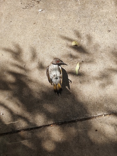 iNaturalist observation 2025-07-03