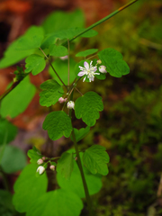 Thalictrum clavatum