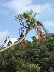 Mauritiella