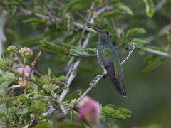 Chionomesa fimbriata