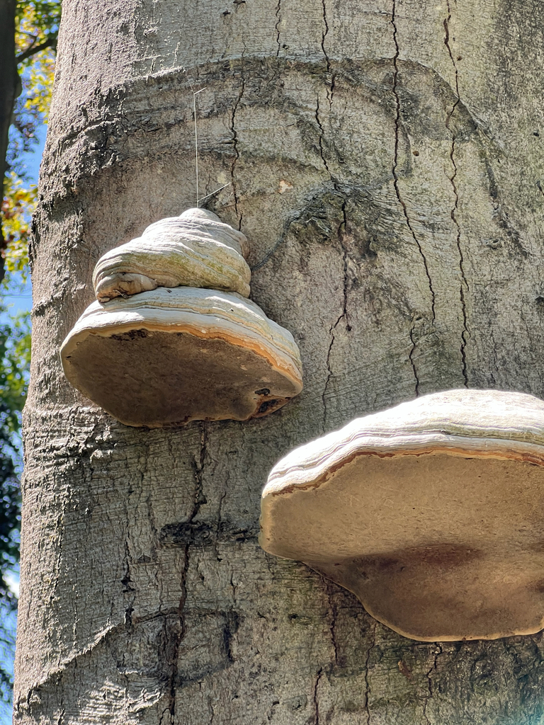 Hoof Fungus