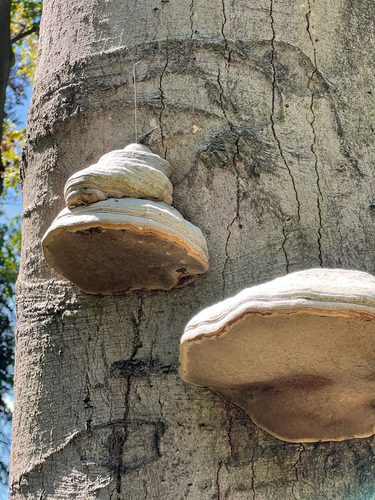 Hoof Fungus